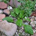 ، بارتنگ، پیزوشا، لسان الحمل، سمن دودمgreater plantain